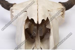animal skull 0029